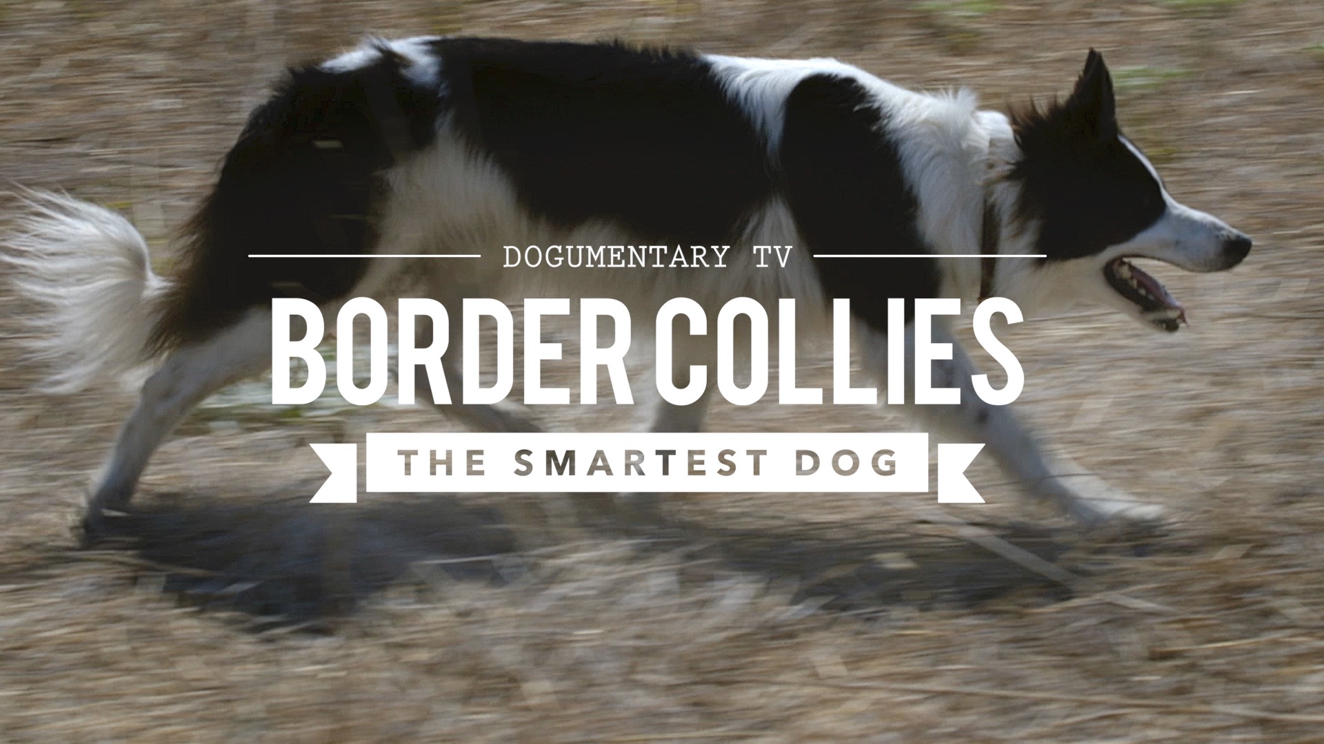 BORDER COLLIE THE WORLD'S SMARTEST DOGS