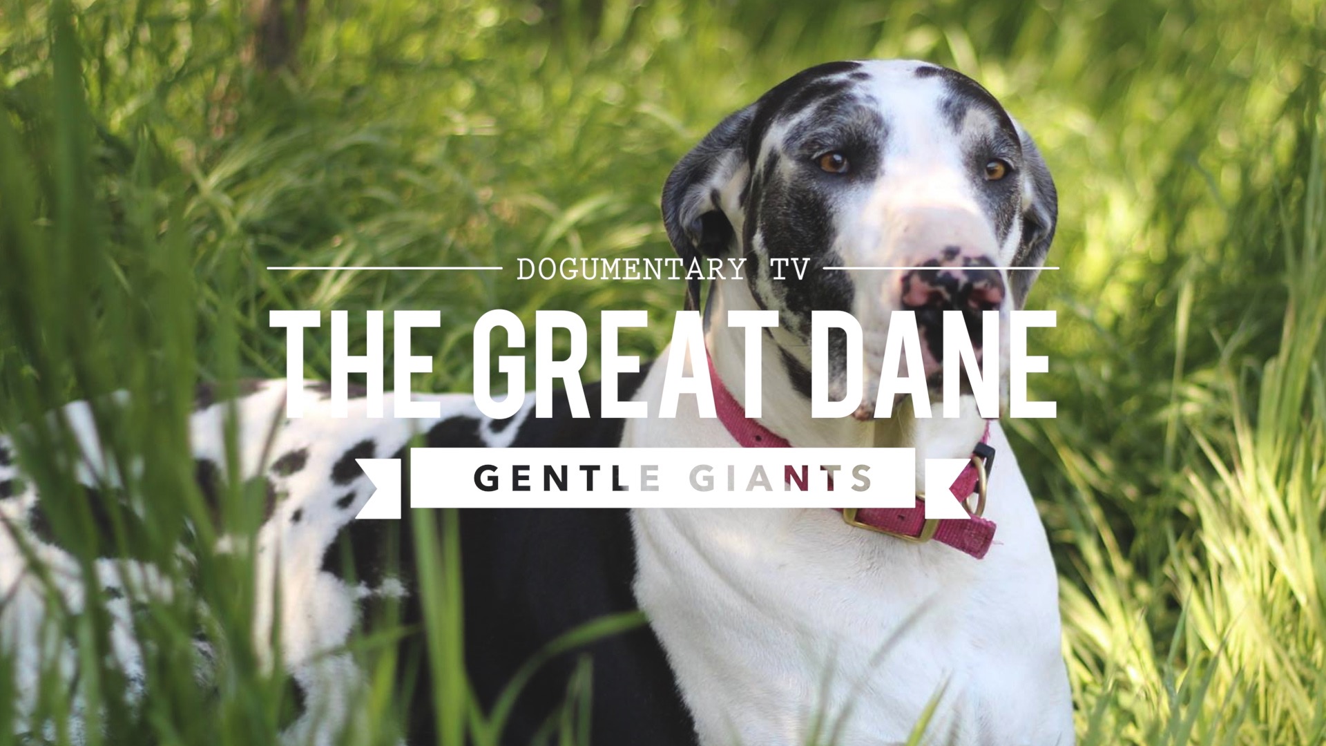ALL ABOUT THE GREAT DANE THE K9 GENTLE GIANT