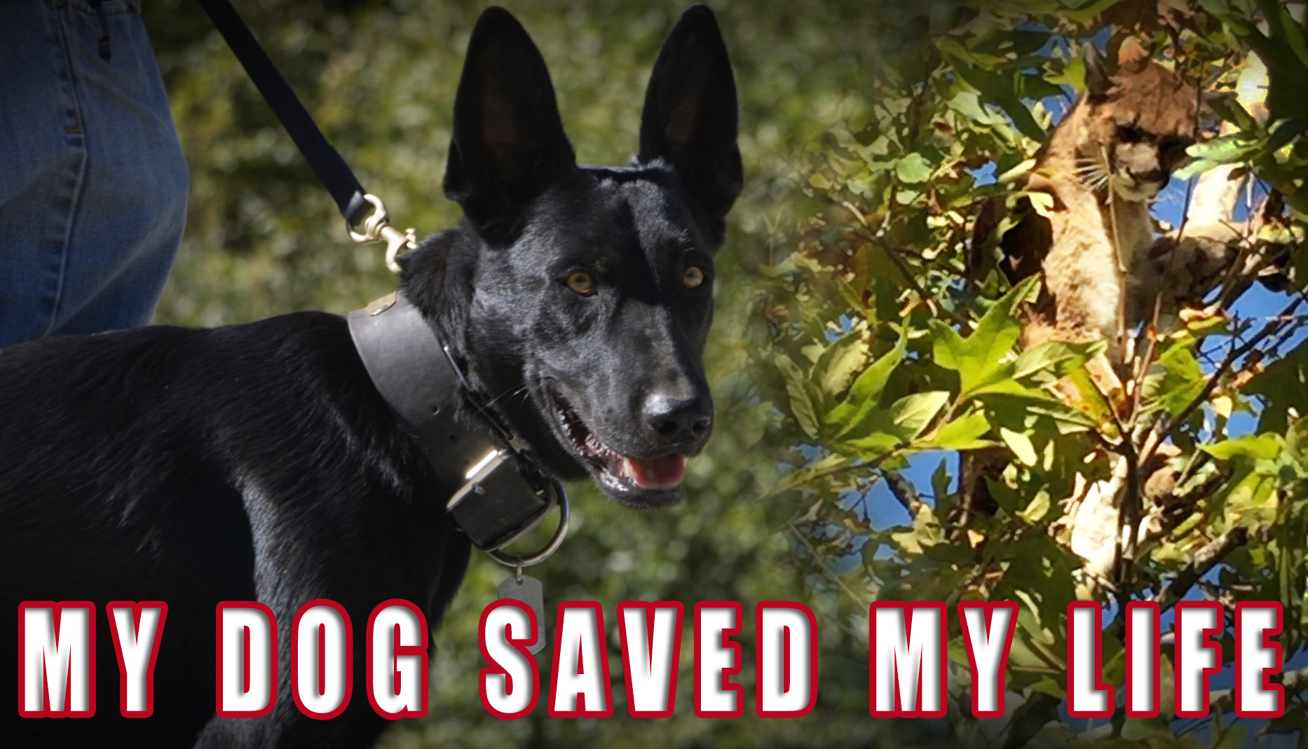 Featured Dogumentaries