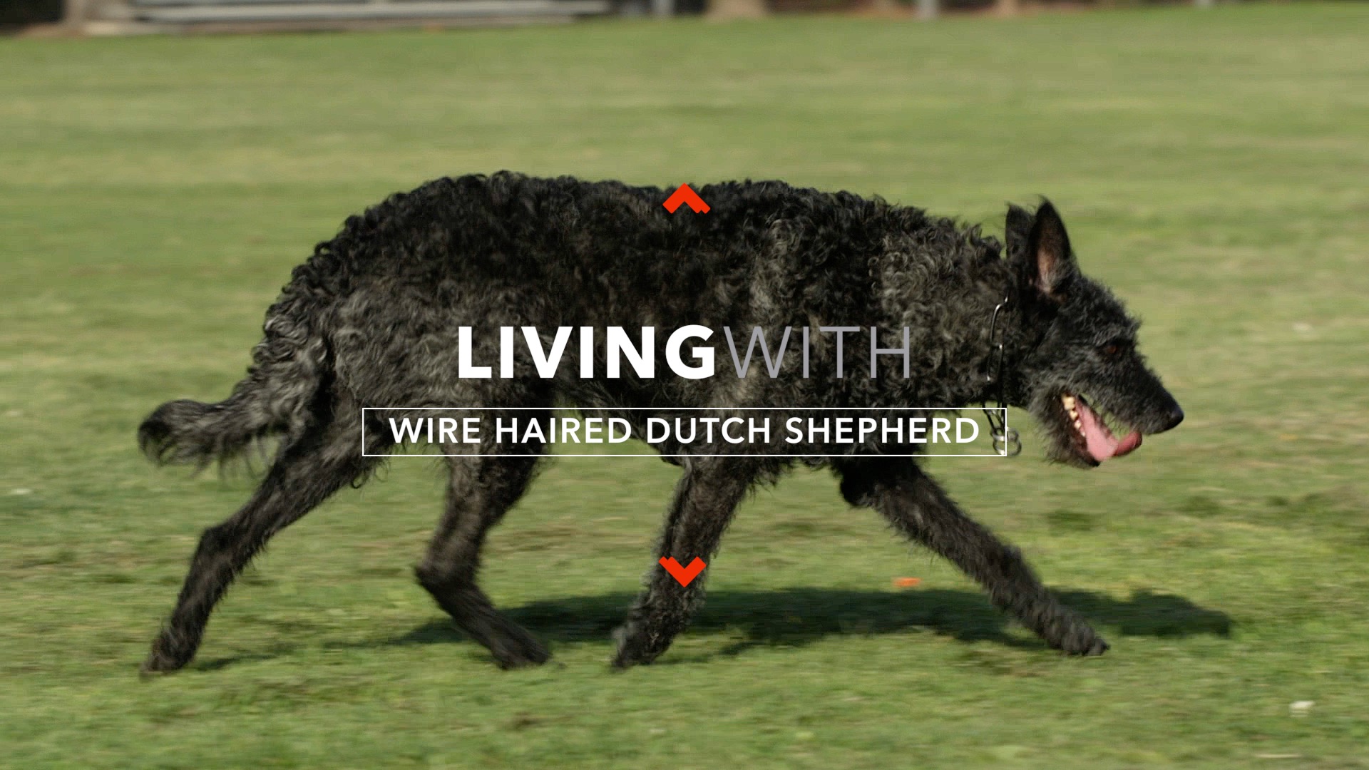 ALL ABOUT LIVING WITH WIRE HAIRED DUTCH SHEPHERDS