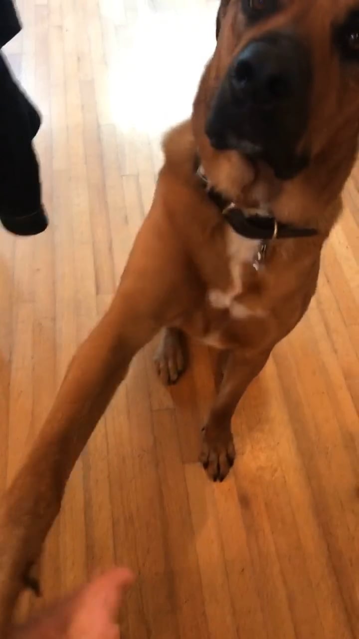 Shake Dog