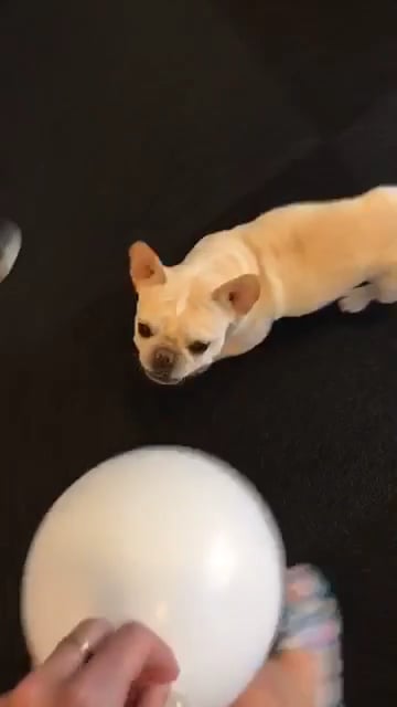 Balloon Dog
