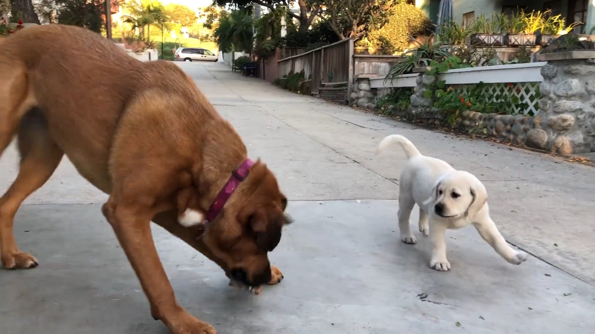 Puppy & Party Part 2