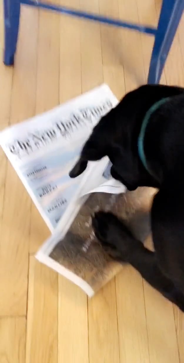Newspaper Dog