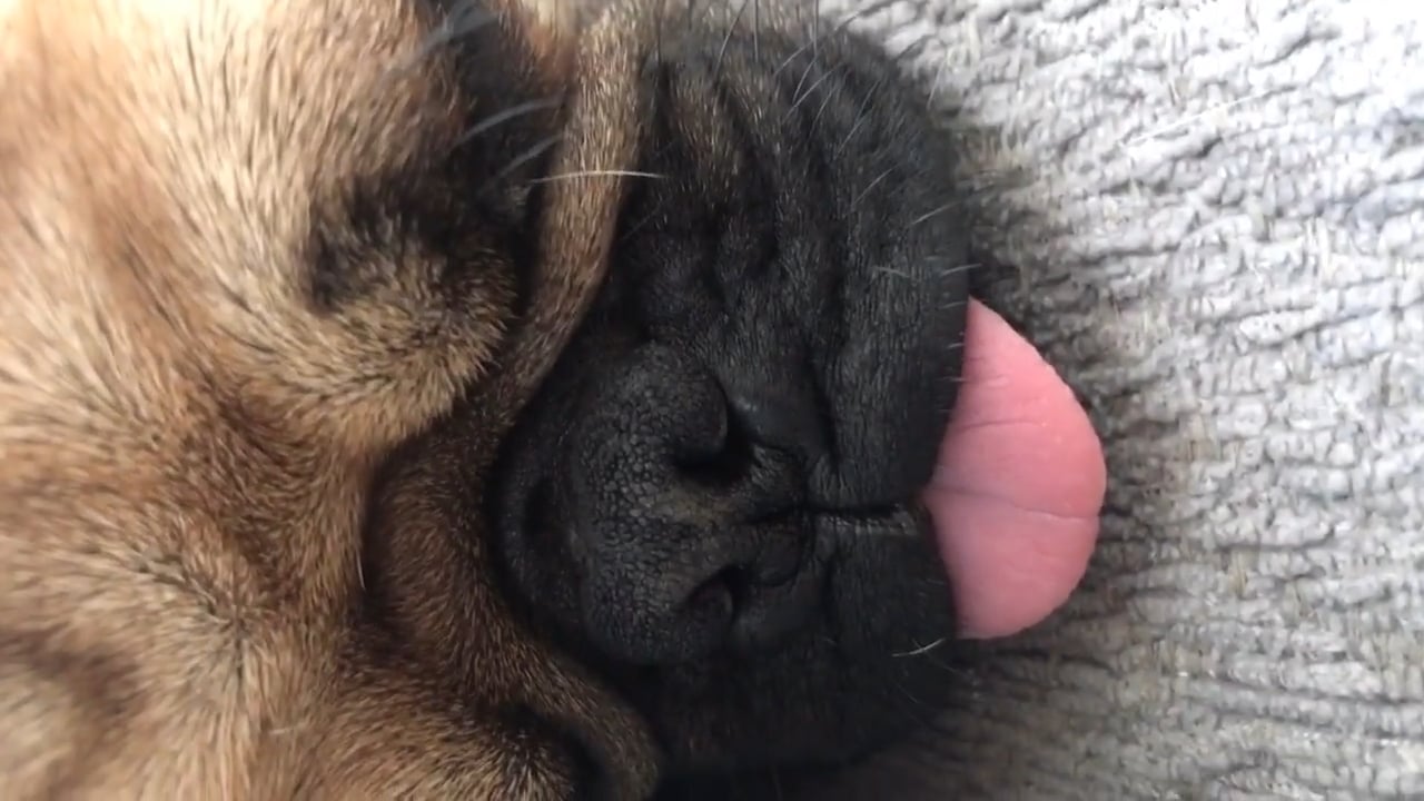 Snoring Dog