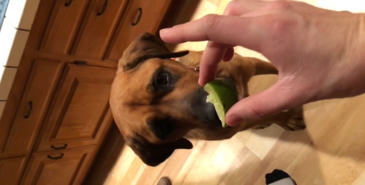 Lime Dog