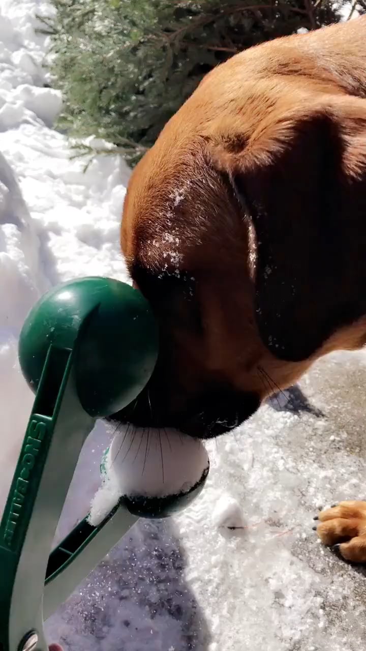 Snowball Dog