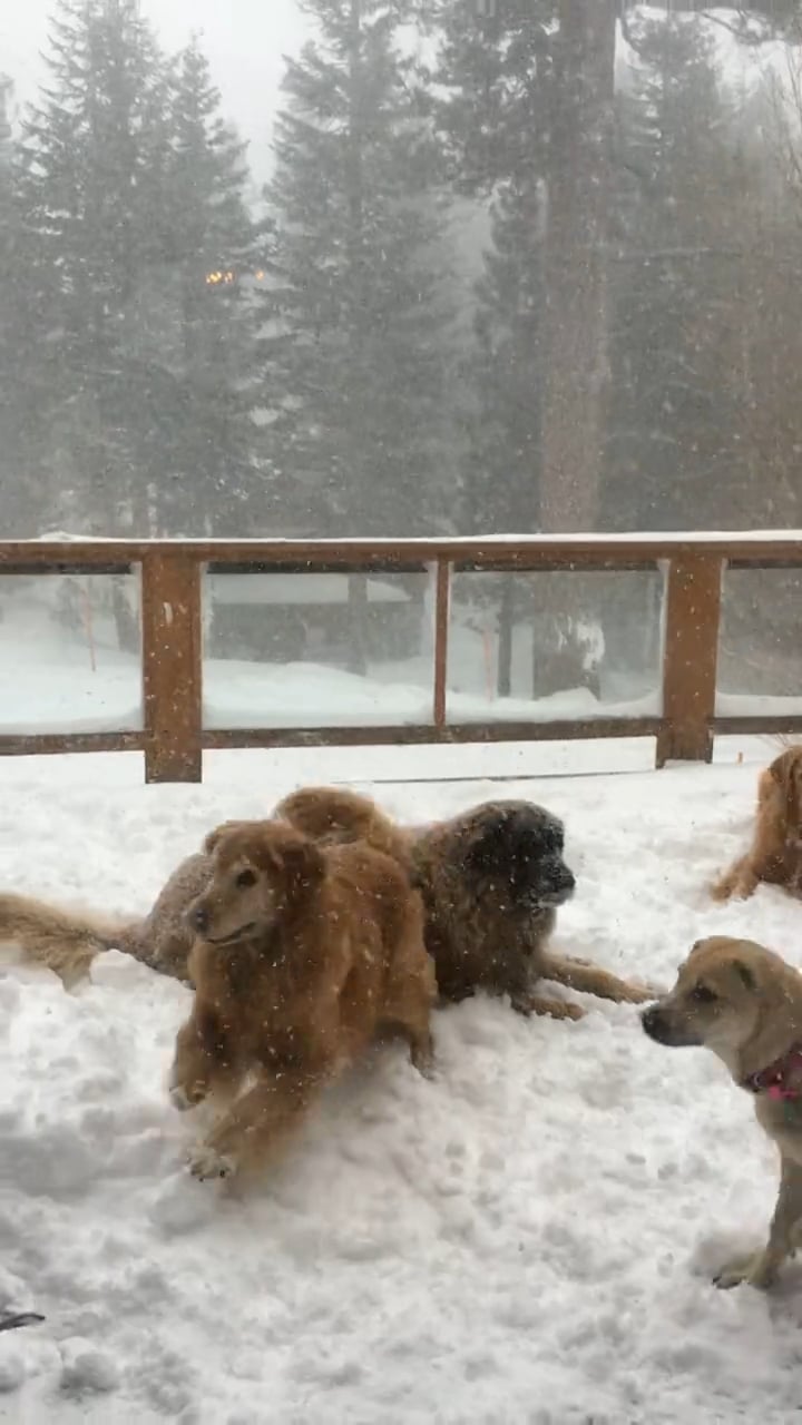 Snow Dogs