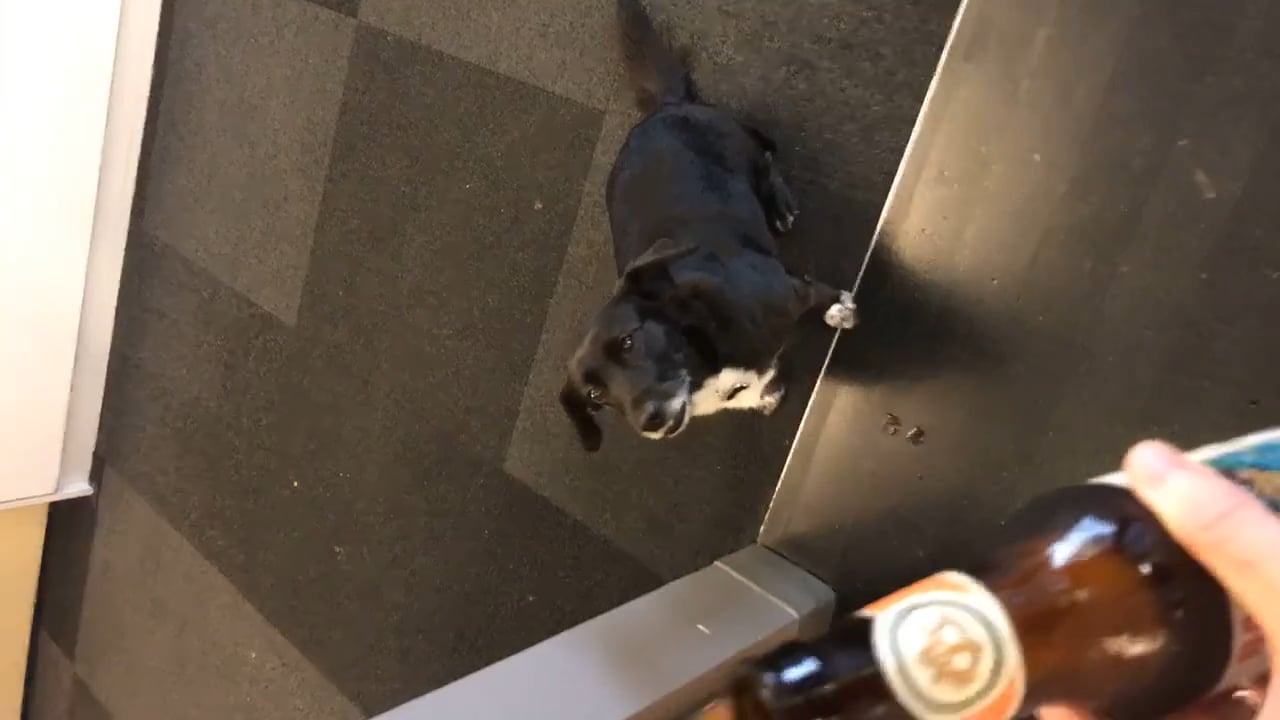 Happy Hour Dog