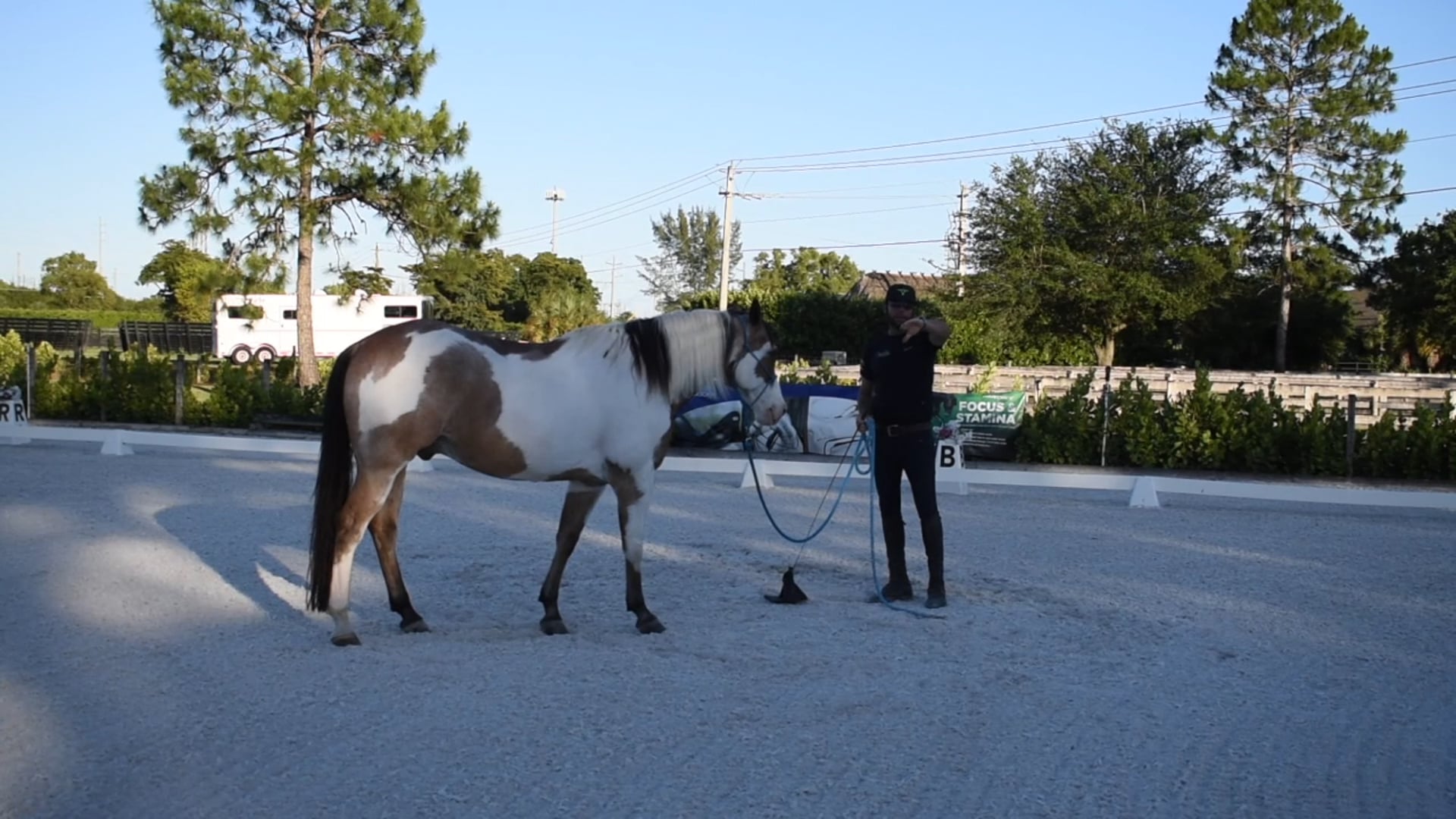 Yielding the forehand and hind green horse