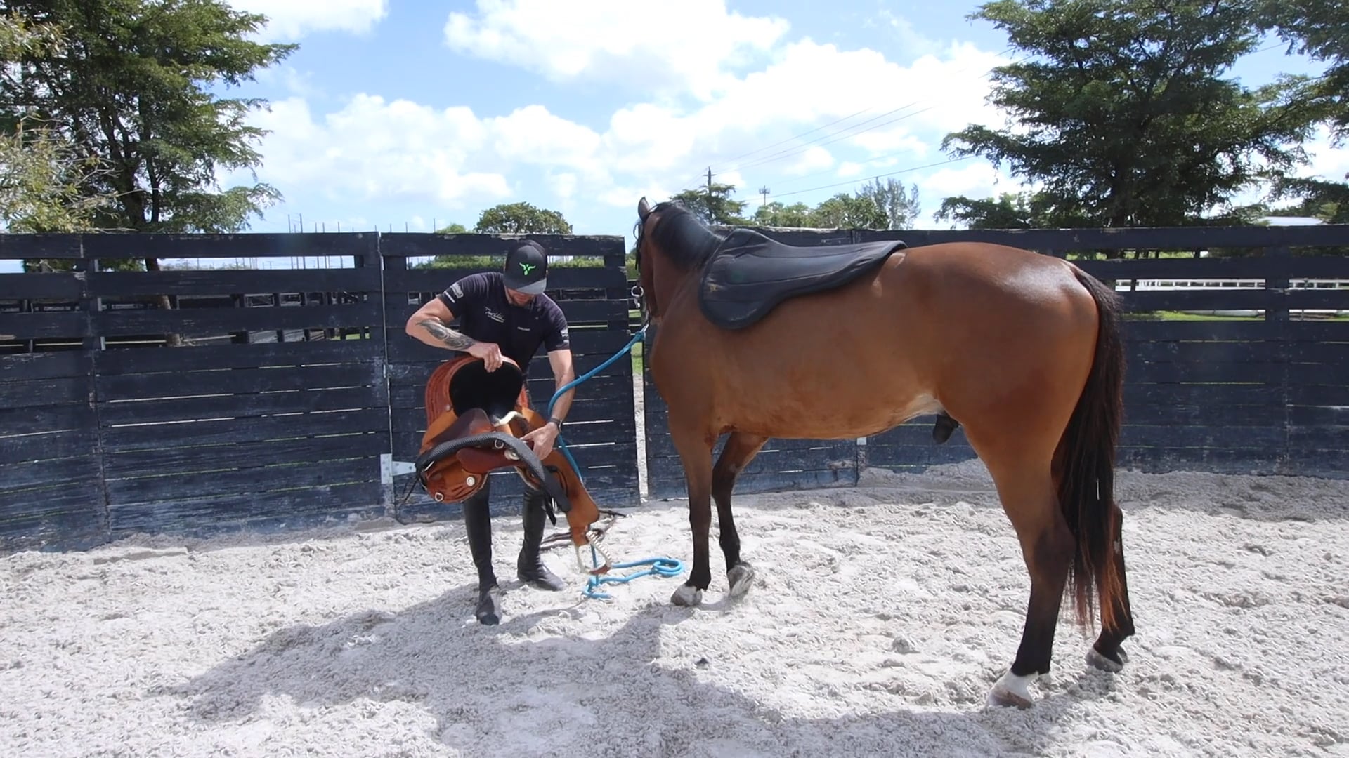 Primero's first day with the saddle 