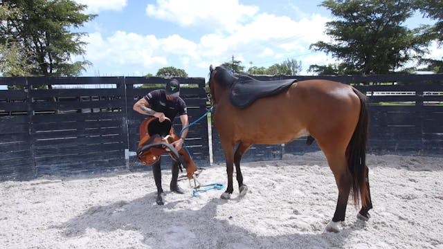 Primero's first day with the saddle 