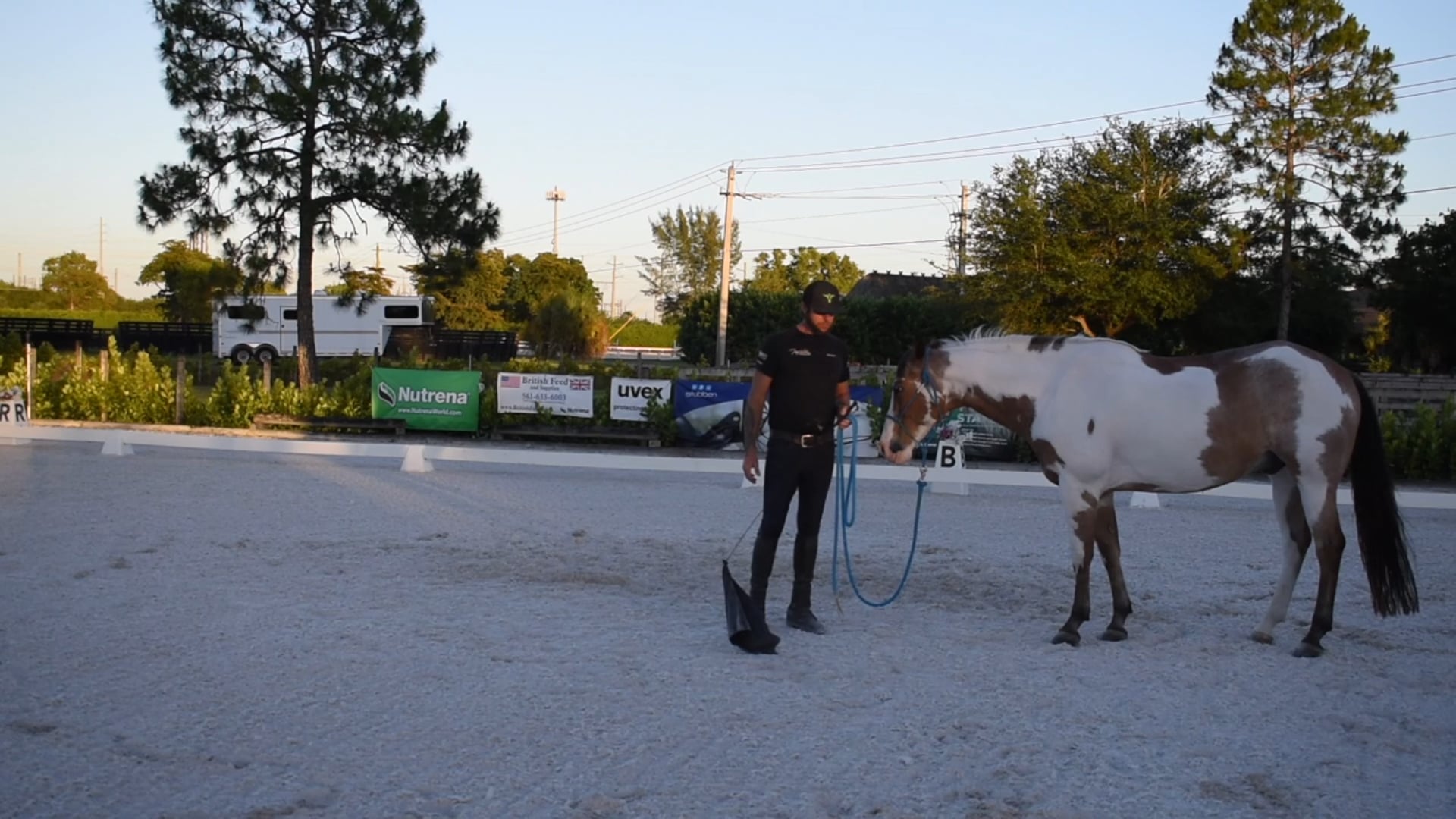Trot Canter Transitions Green Horse 