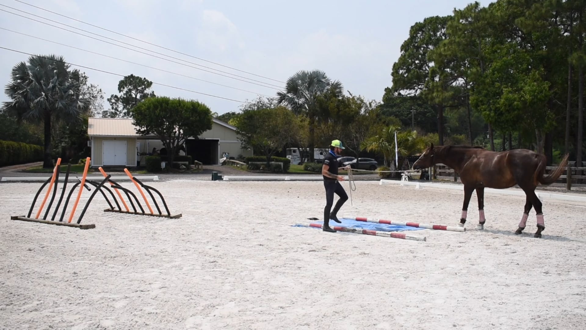 Cavalia, FEI Dressage horse building confidence thru trust