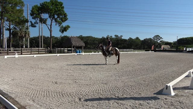 Beginning to teach your horse to ride...