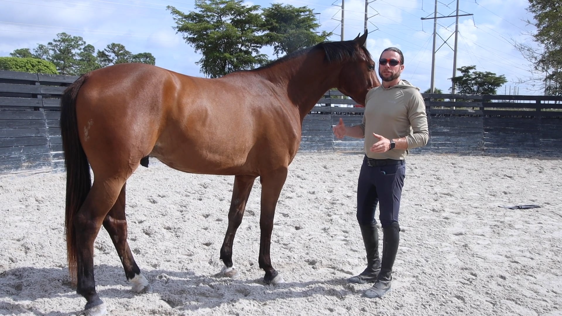 Primero working on focus and picking up feet at liberty 