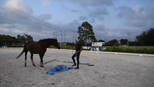 Cavalia confidence thru trust part 2