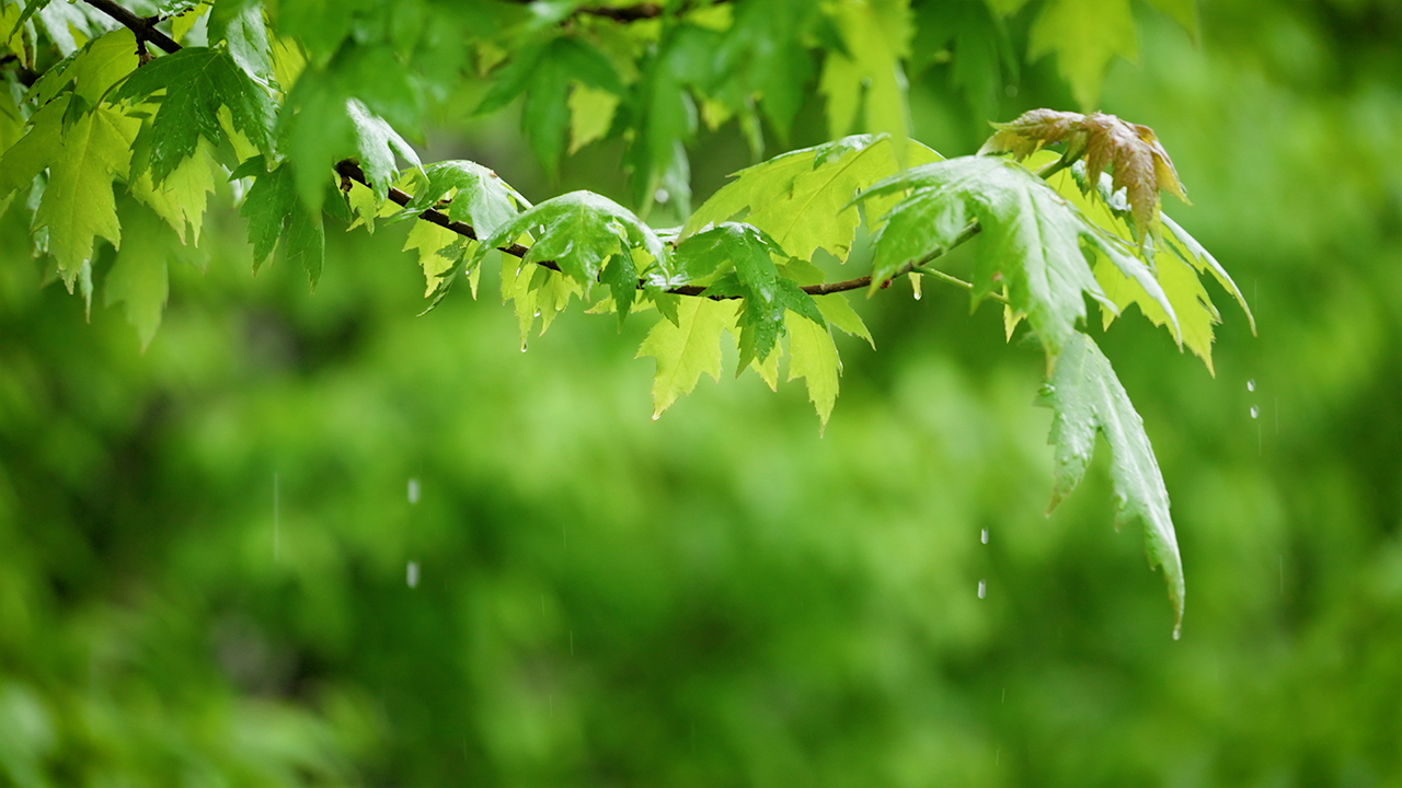 Gentle Rain Sounds on Spring Maple Tree Leaves (No Music)
