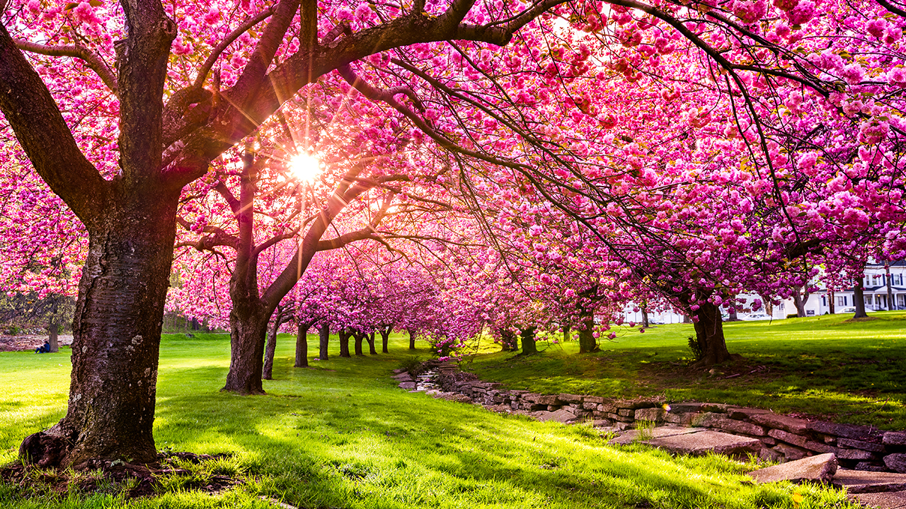 Relaxing Piano Music - "Smile"