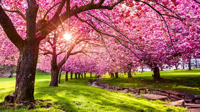 Relaxing Piano Music - "Smile"