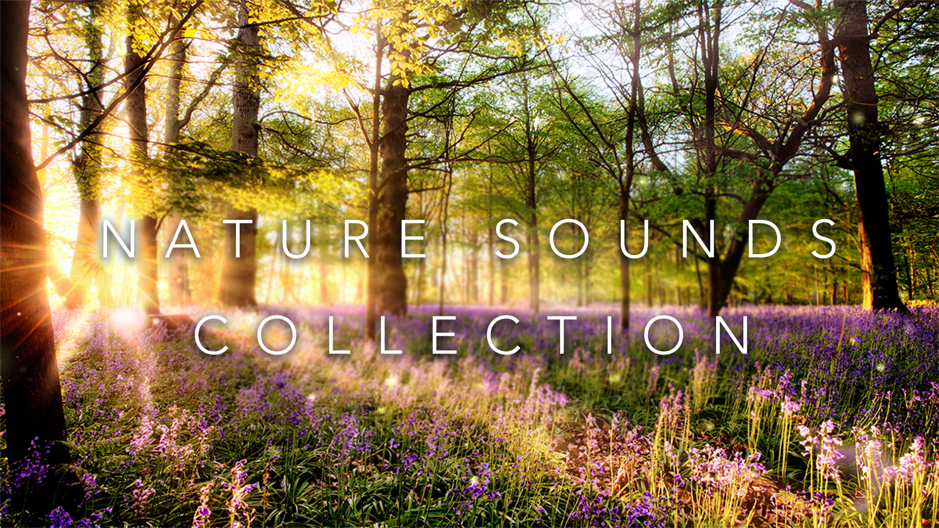 Nature Sounds Collection (No Music)