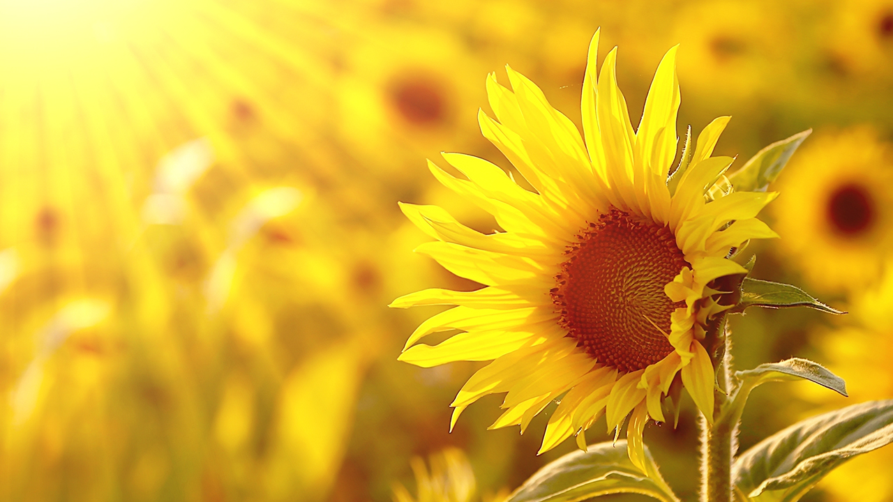 Calming Piano Music - "And Then Gone"