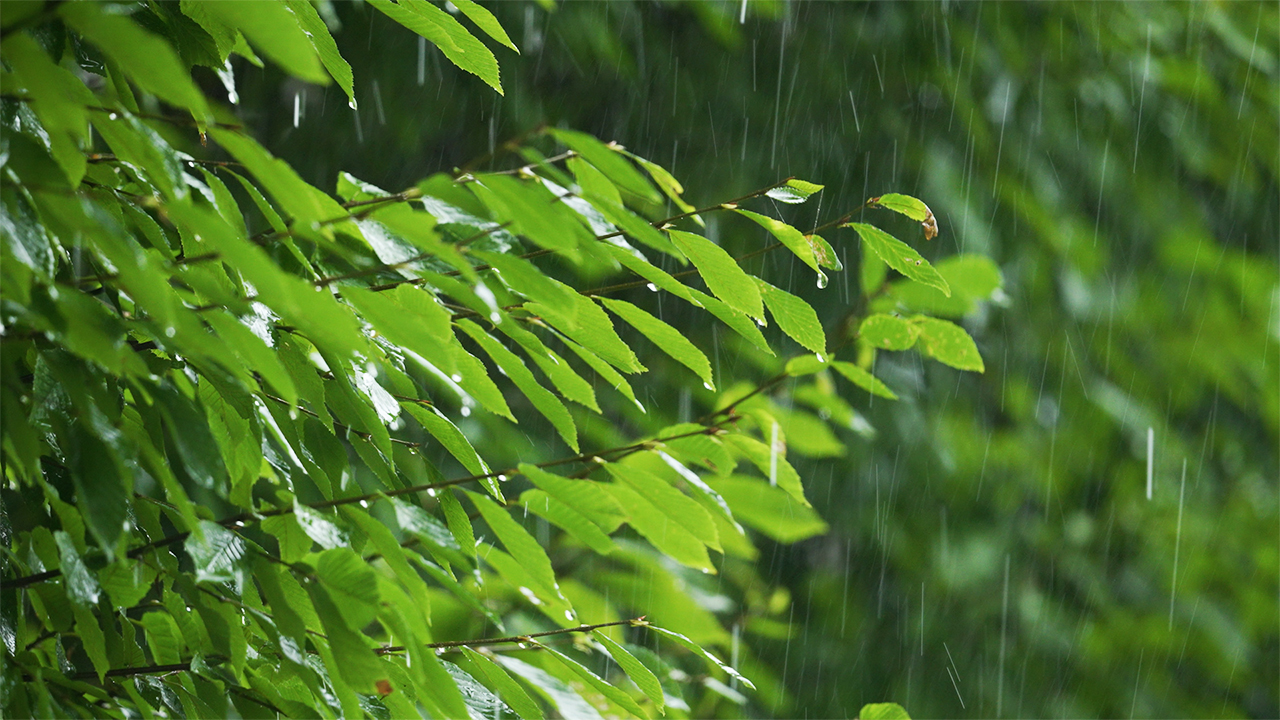 Gentle Rain Sounds - Relaxing Rain Falling on Spring Leaves (No Music)
