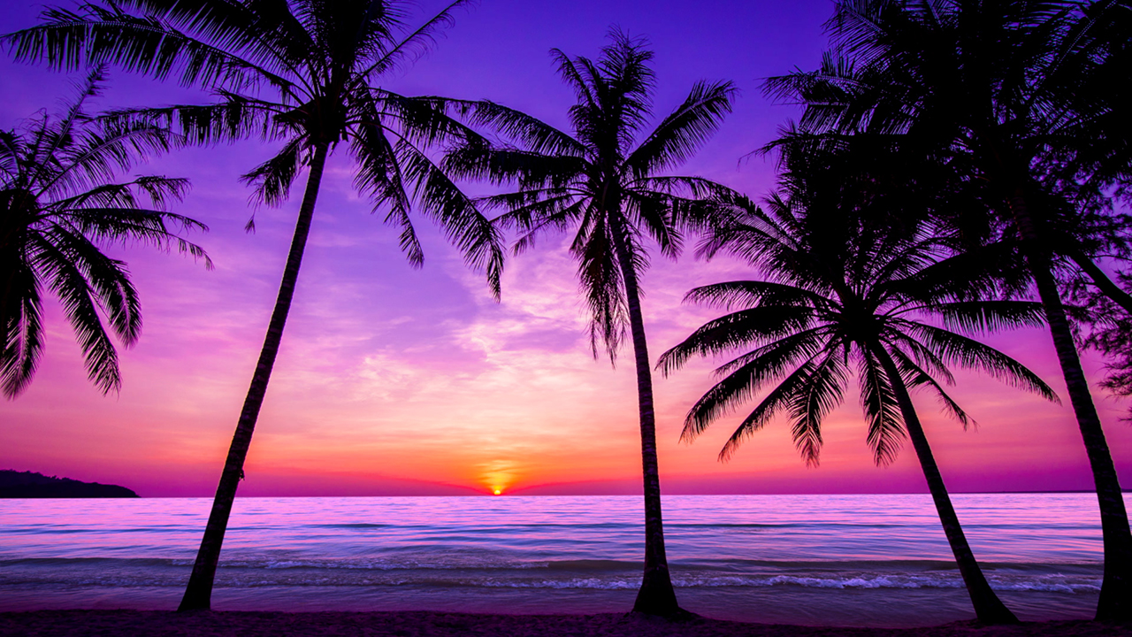 Dreamy Sunset Ocean Wave Sounds with Tropical Beach Palm Trees (No Music)