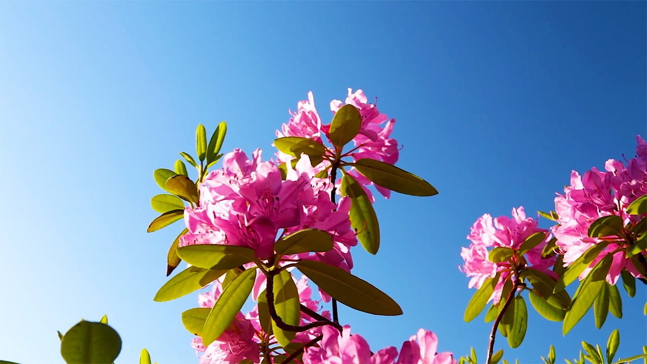 Relaxing Piano Music with Soothing Voice