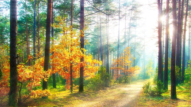 Peaceful Piano Music - "Magic of the ...