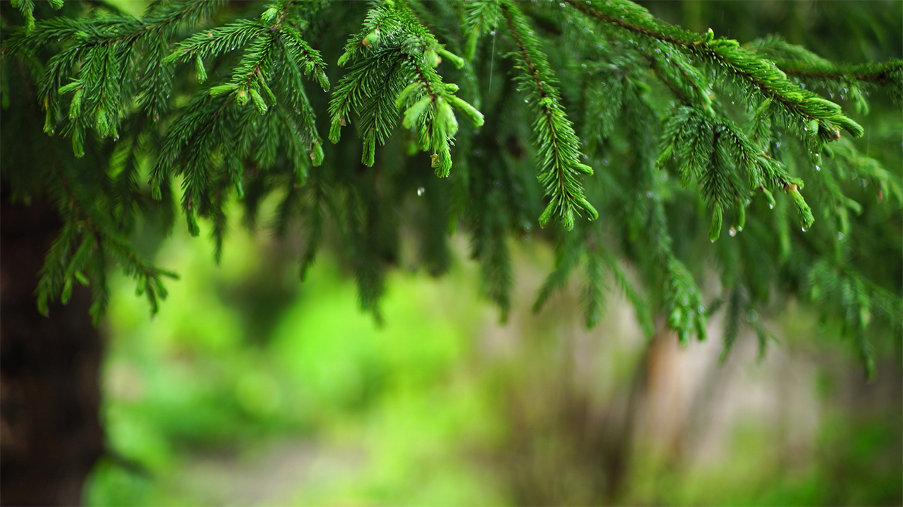 Relaxing Music with Falling Rain Sounds on Evergreen Trees