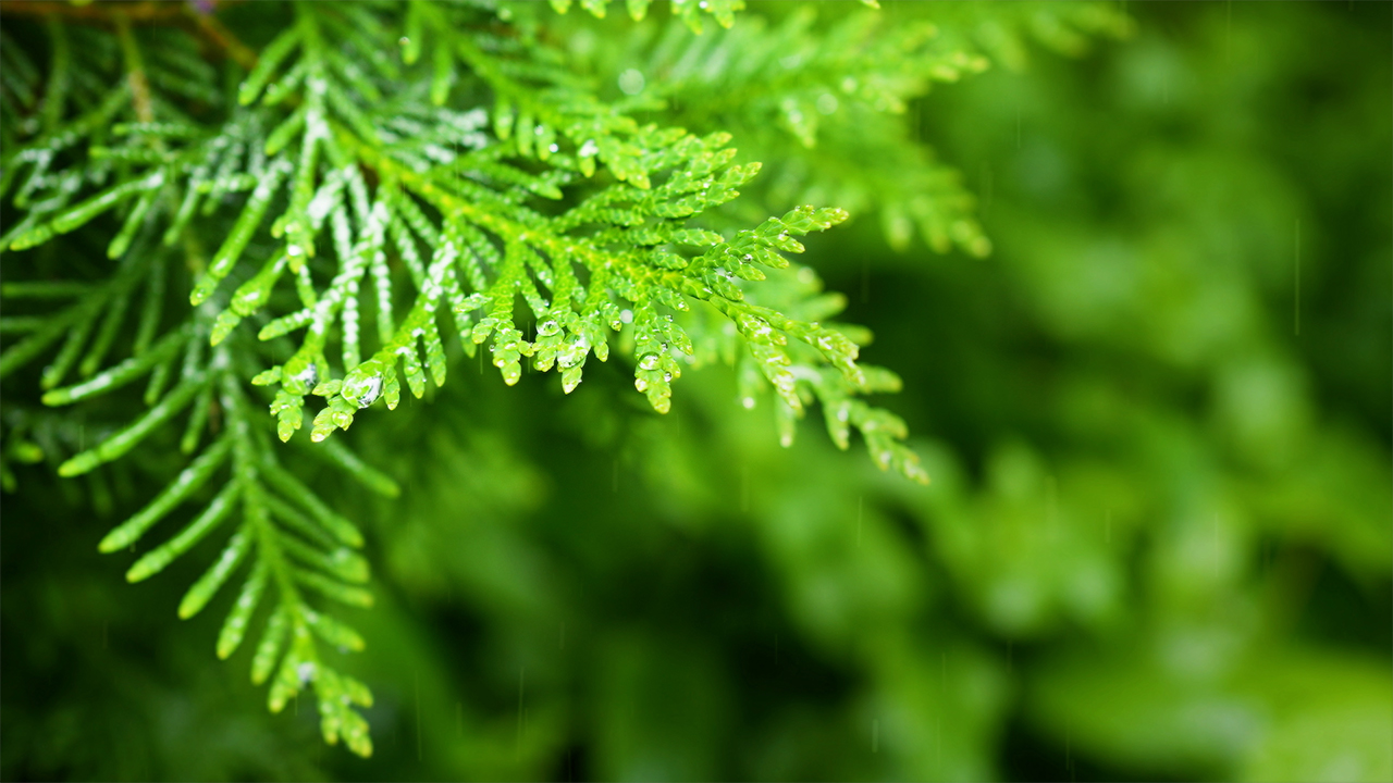 Relaxing Rain Sounds (No Music)