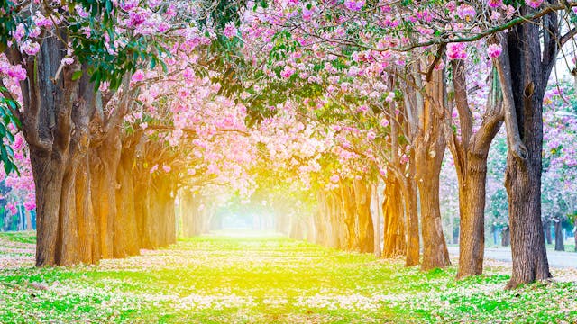 Relaxing Piano Music - "Home"