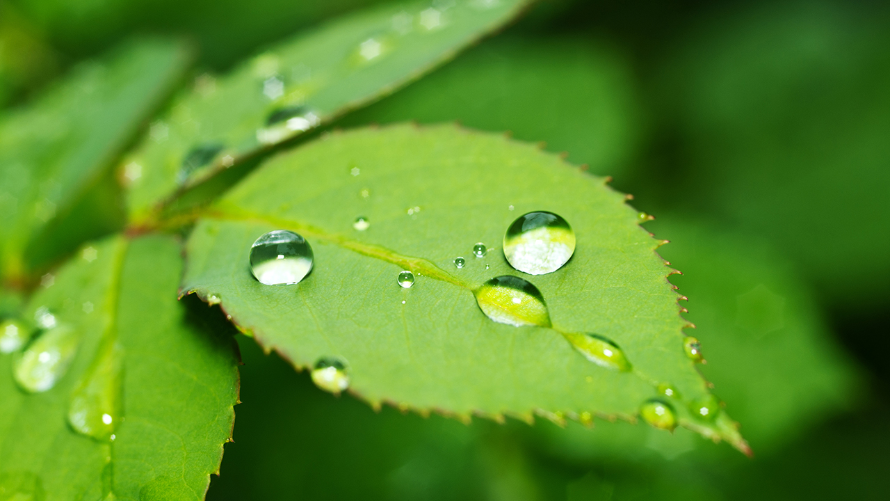 Relaxing Ambient Music with Rain Sounds