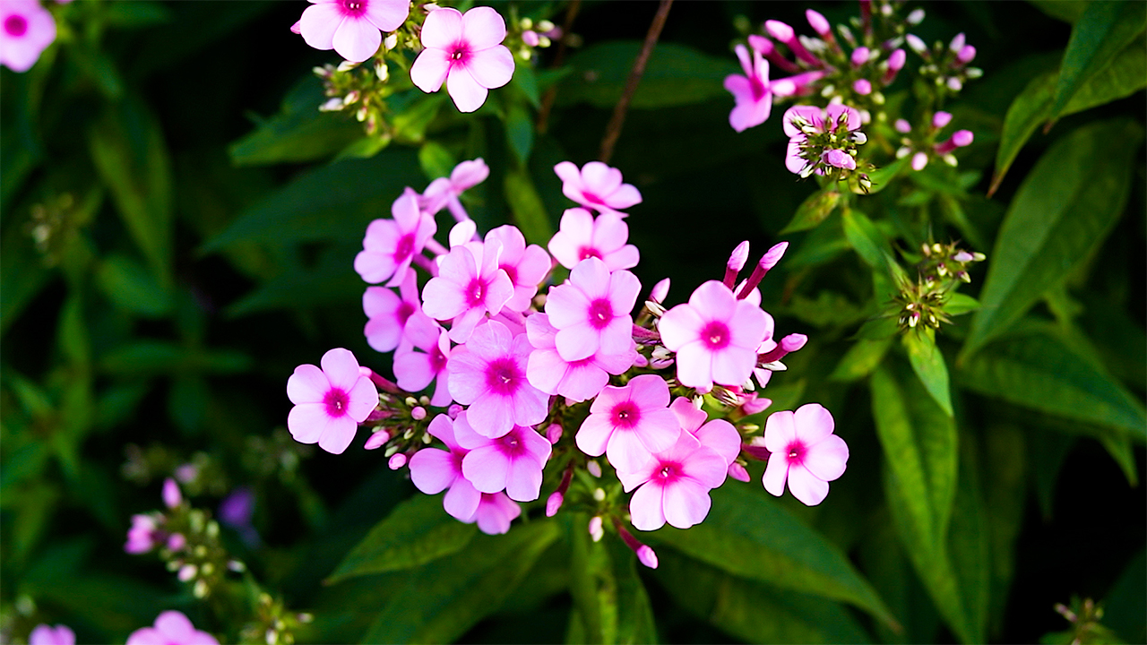 Relaxing Music with Soothing Voice and Beautiful Nature Scenes