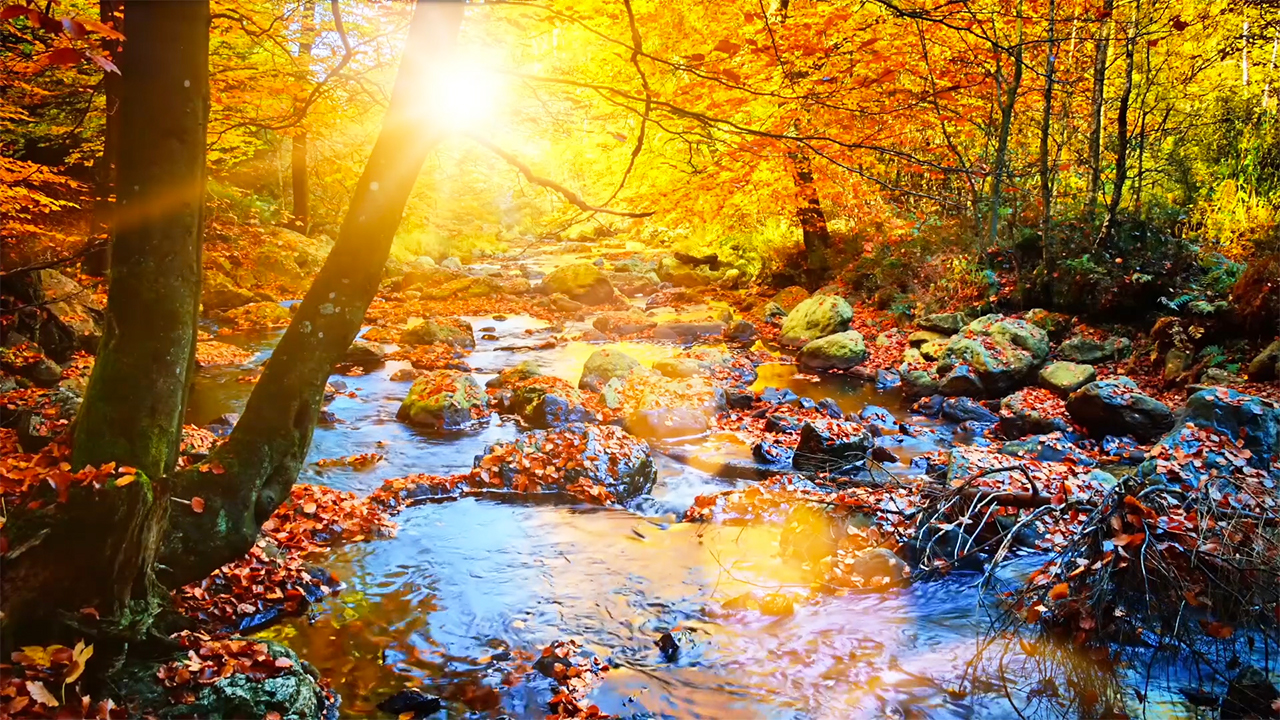 Relaxing Music and Gentle Autumn Stream Water Sounds