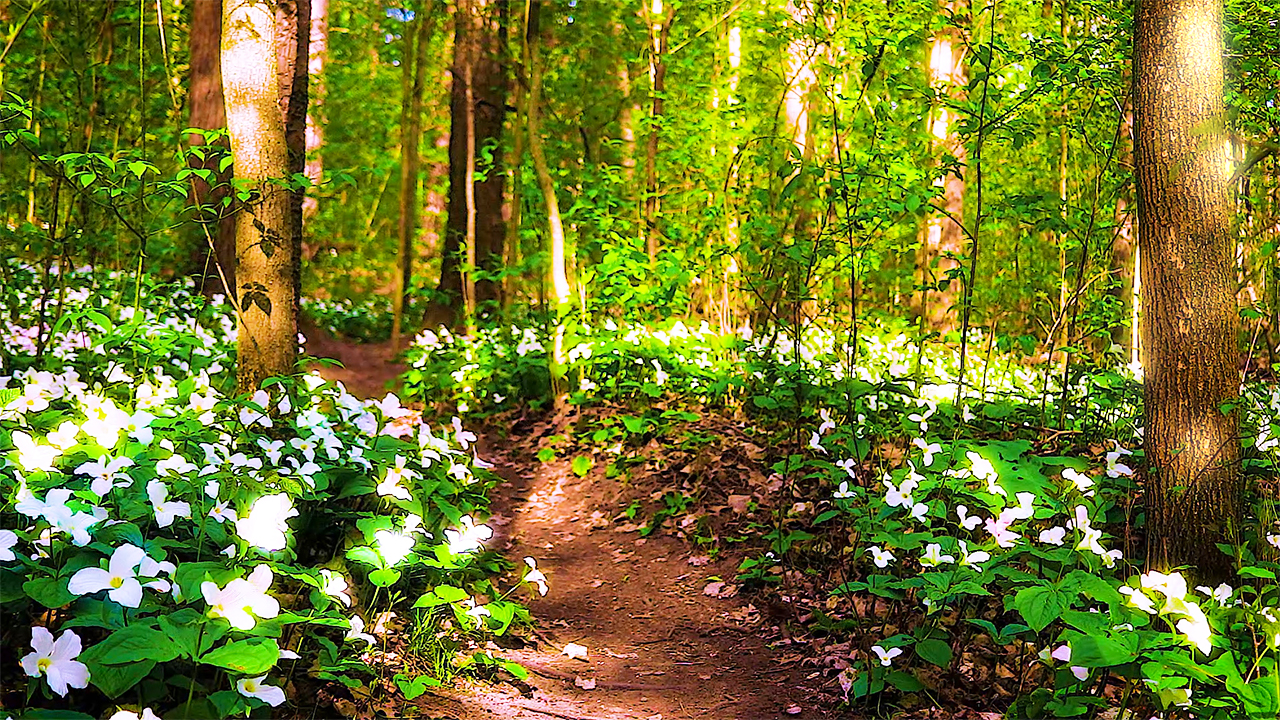 Peaceful Bird Sounds in a Forest with White Trillium Flowers (No Music)