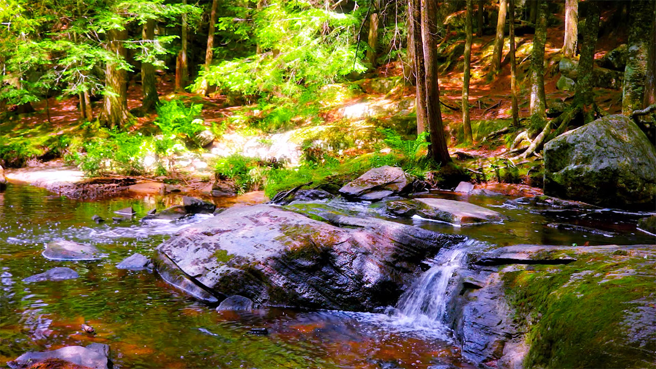 Calm Waterfall Sounds in the Forest (No Music)