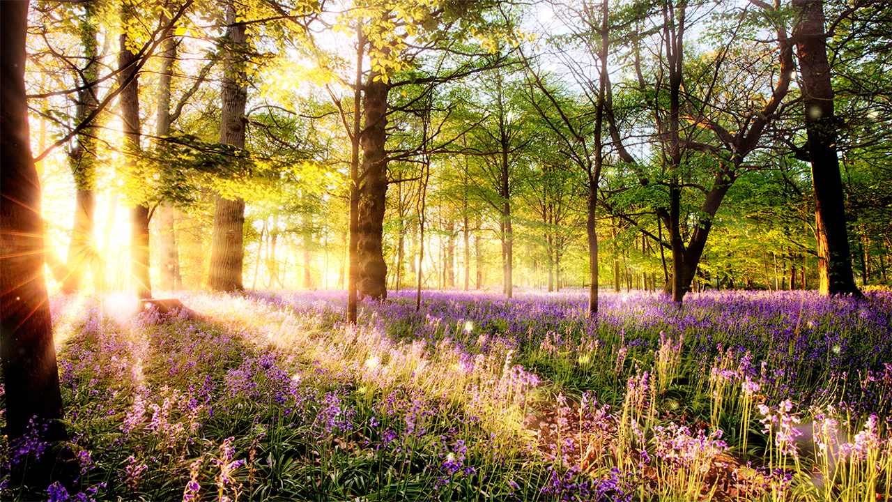 Forest Birds Chirping Nature Sounds with Sun Rays and Purple Flowers (No Music)
