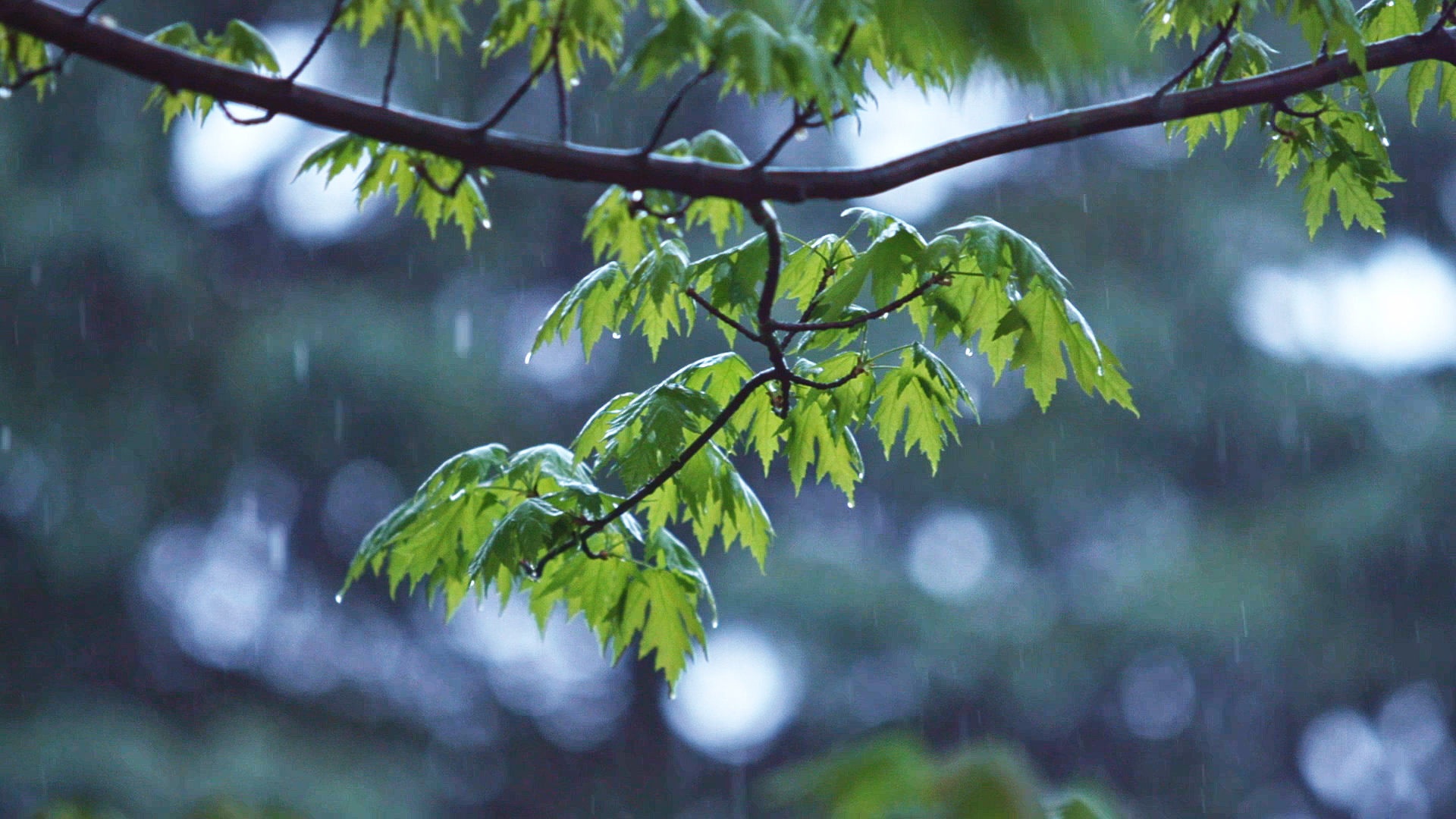Relaxing Rain Sounds on Maple Leaves (No Music)
