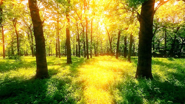 Peaceful Nature Sounds with Birds Chi...