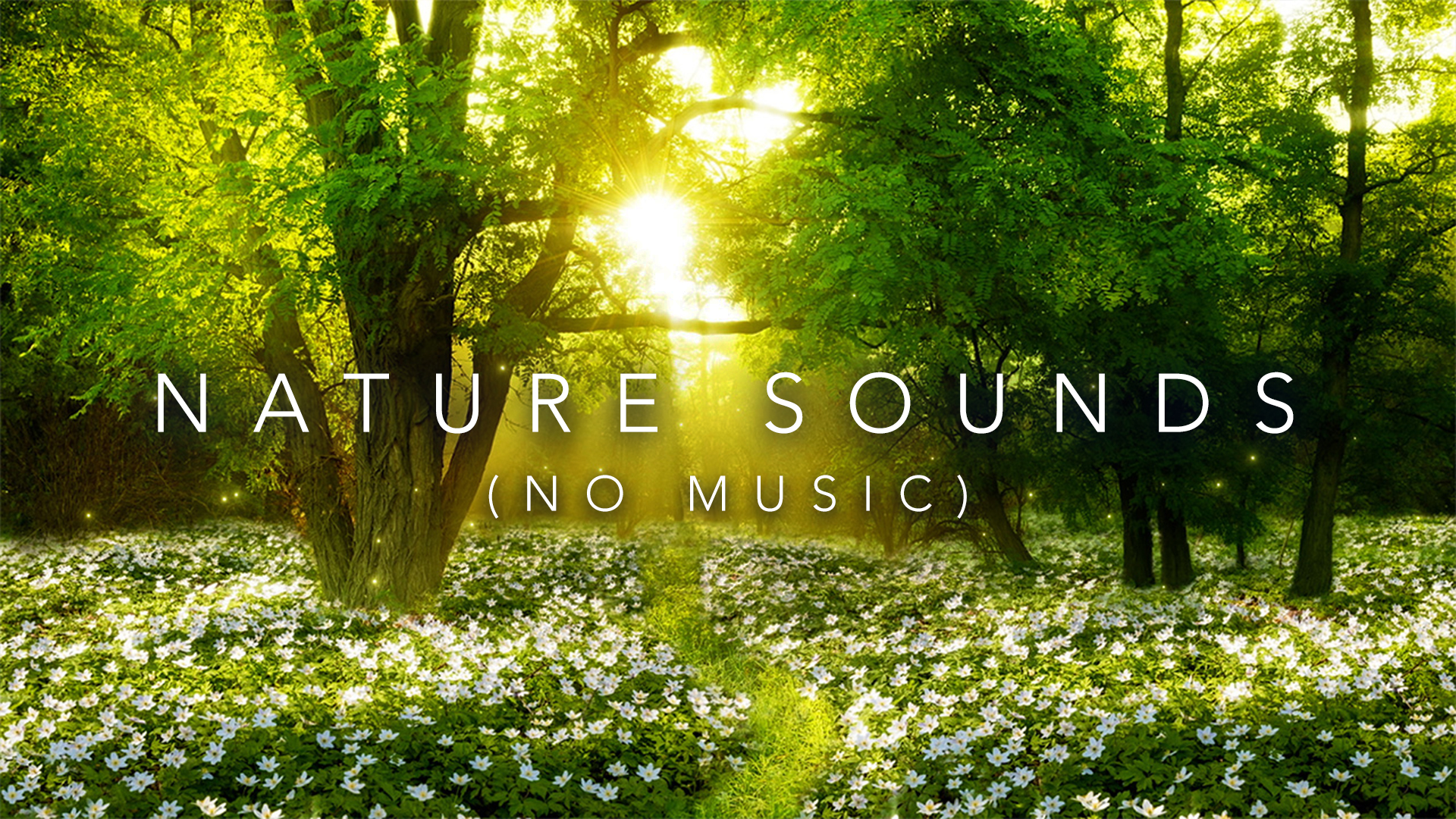 Nature Sounds with Birds Chirping (No Music)