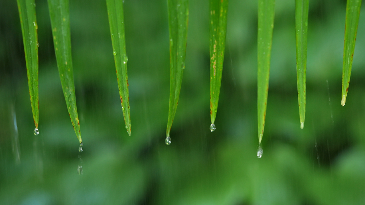 Calm Falling Rain Sounds on Leaves (No Sound)