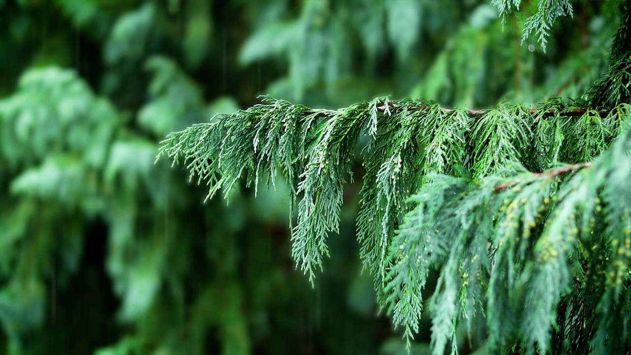 Calm Rain Sounds with Evergreen Tree (No Music)