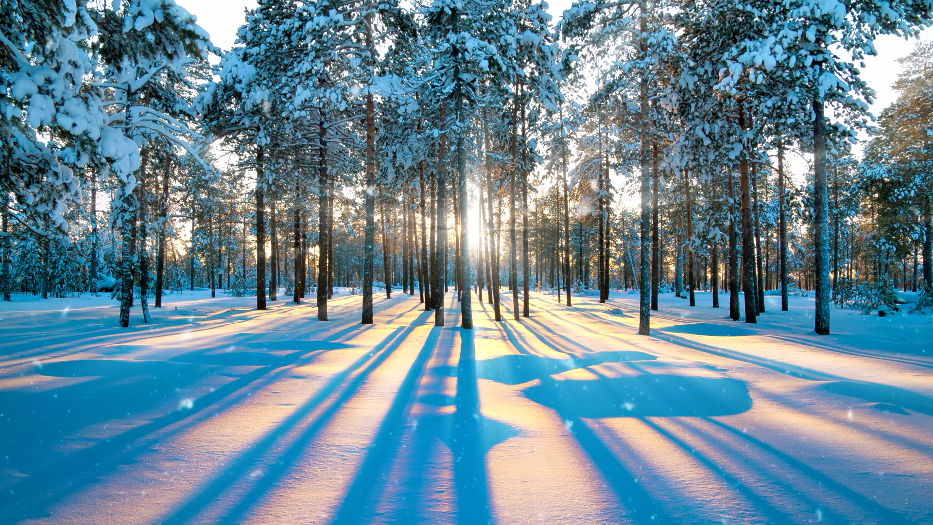 Winter Snowing Forest with Sunrays and Beautiful Soothing Music