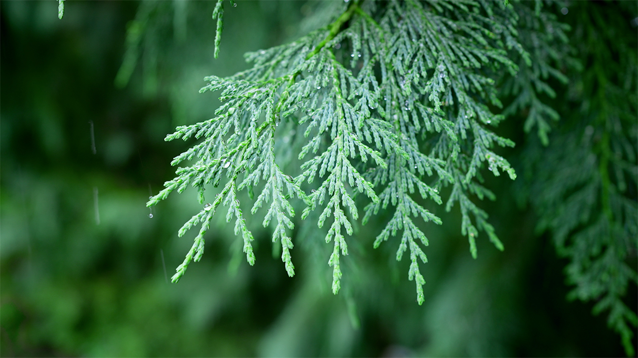 Rain Sounds and Relaxing Piano Music