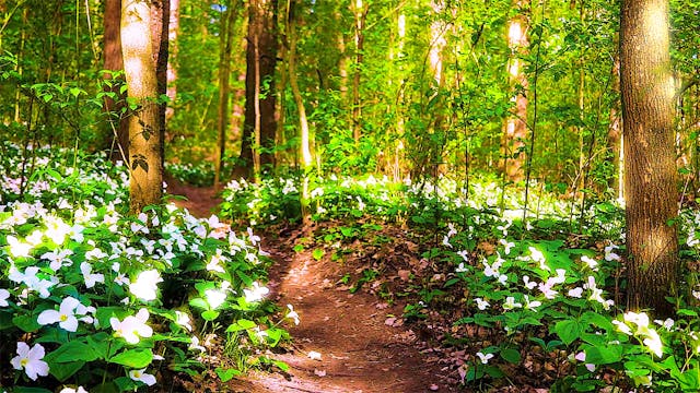 Nature Sounds with Birds Chirping and...