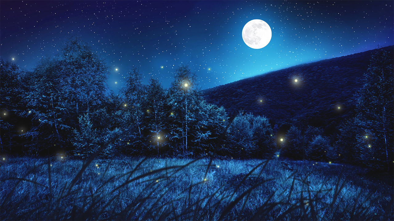 Peaceful Night Nature Sounds with Crickets with Piano Music