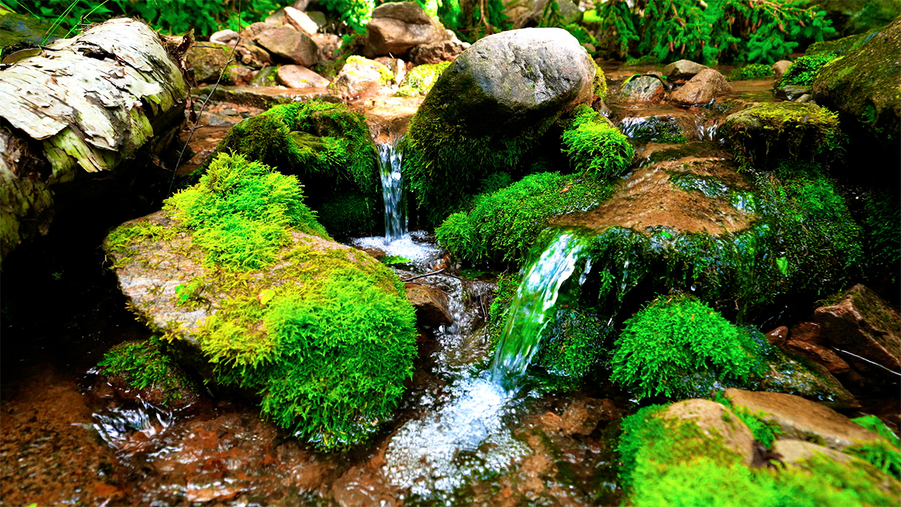 Forest Stream Flowing Water Sounds and Relaxing Music