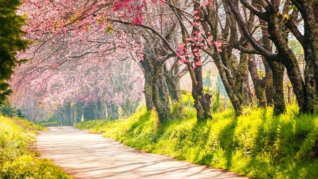 Relaxing Piano Music - "Song of My He...